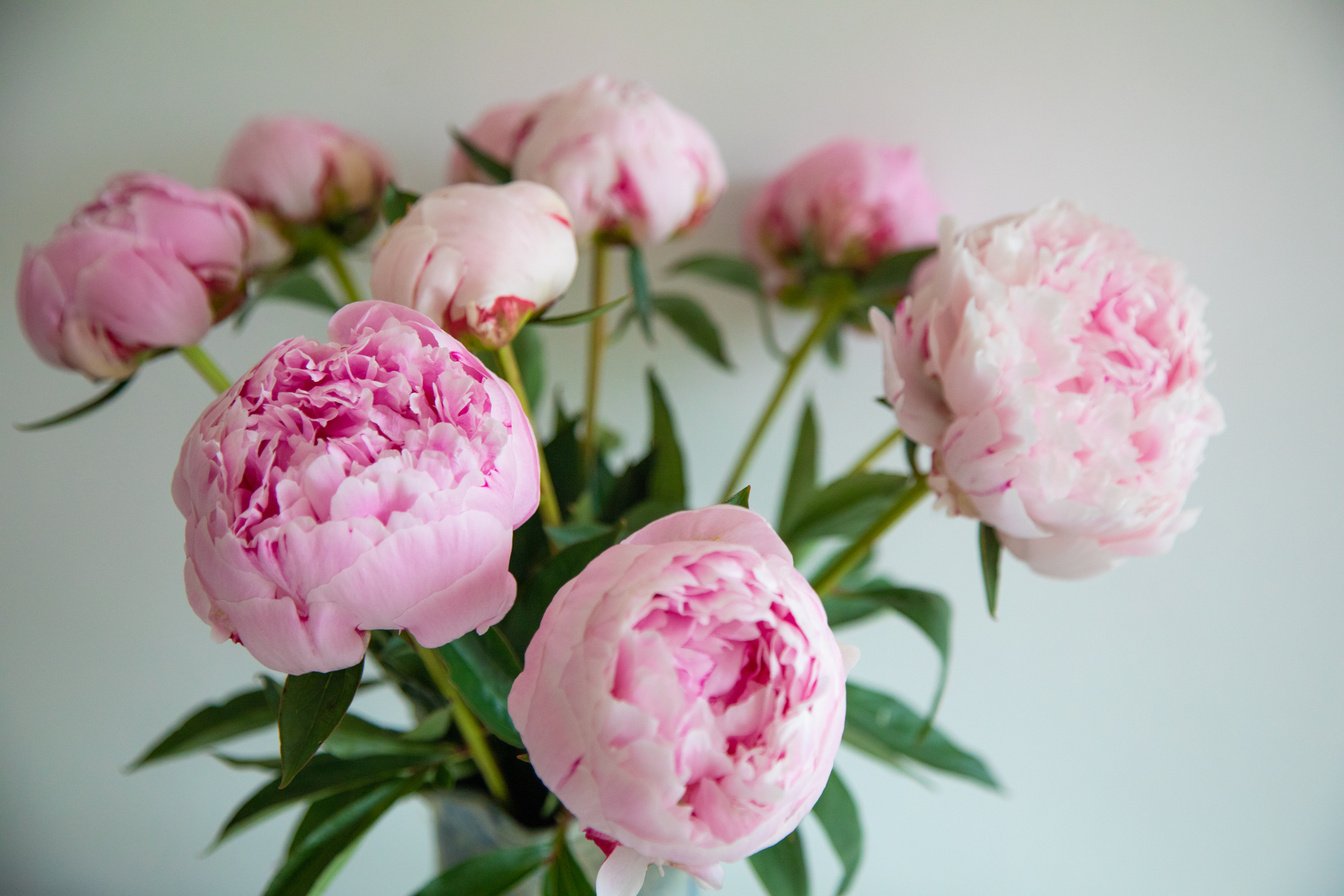 Close-Up Shot of Pink Peonies in Bloom