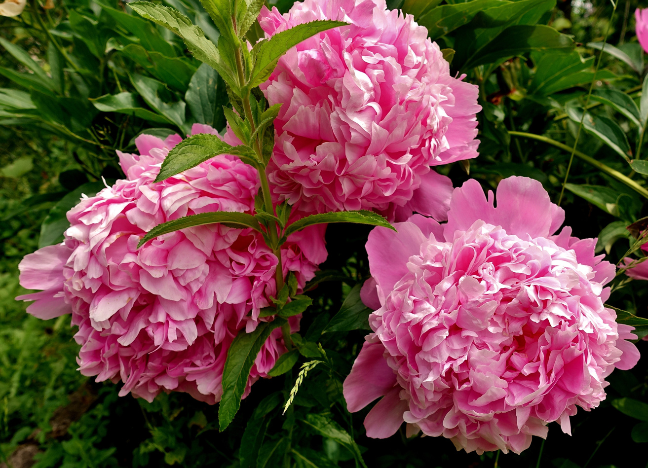 Pink Peony Flowers