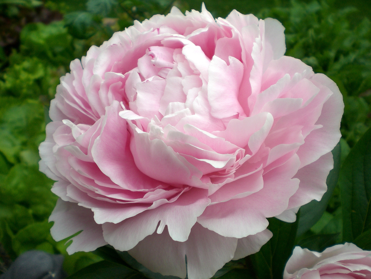 Pink Peony Flower